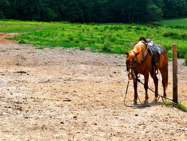 Fondo del caballo — Foto de Stock