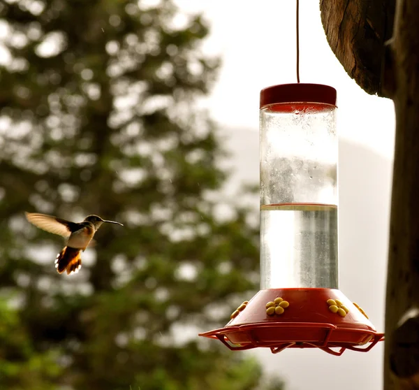 Hummingbird utfodring 3 — Stockfoto