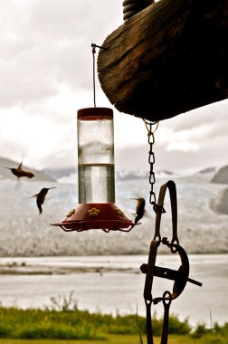 sinek kuşlarının beslenme