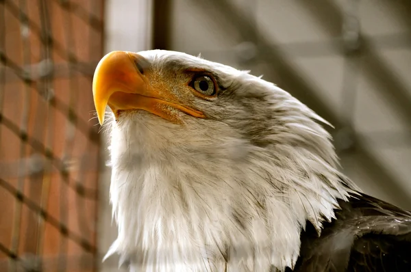 Bald eagle in revalidatiecentrum — Stockfoto