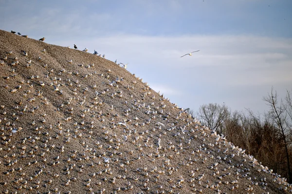 Vögel auf Kieshaufen — Stockfoto