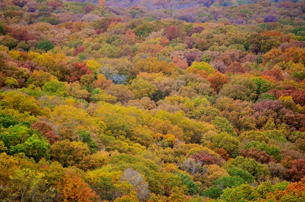 Kahverengi ilçe Devlet Parkı — Stok fotoğraf