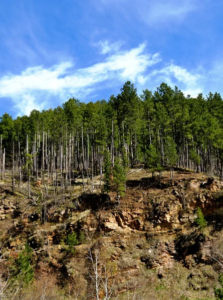 Deadwood drzew na wzgórzu — Zdjęcie stockowe