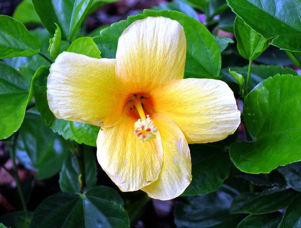 Çiçek sarı — Stok fotoğraf
