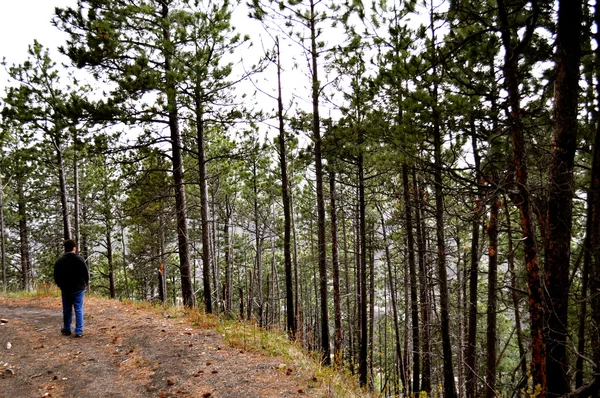 L'homme marche sur le sentier dans les bois — Photo