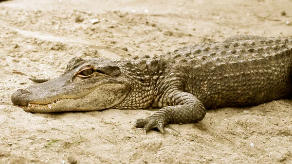 Alligator i sand-1 — Stockfoto