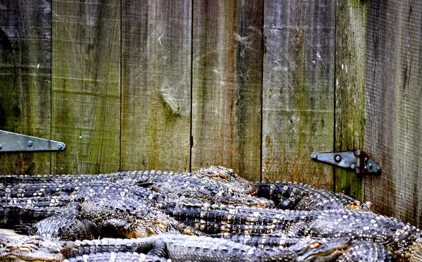 Alligator background — Stock Photo, Image