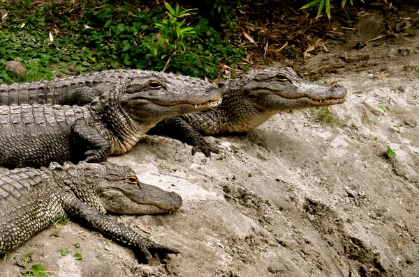 Groupe d'alligators — Photo