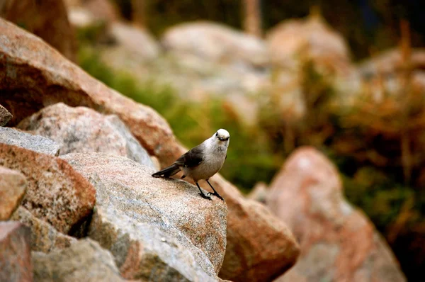 Bird on Rock — Stock Photo, Image