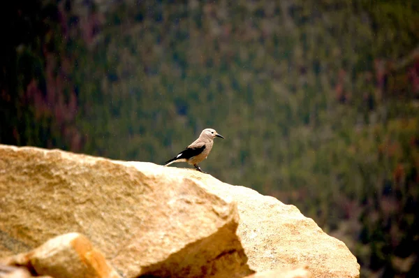 Bird on Rock — Stock Photo, Image