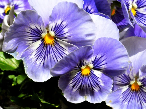 Fiori - Viola — Foto Stock