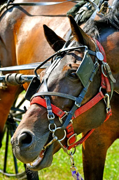 Trozos de caballo en el bit-1 — Foto de Stock