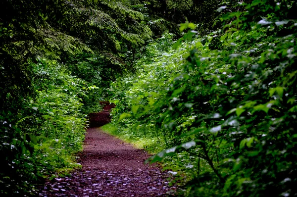 Caminho na folhagem — Fotografia de Stock