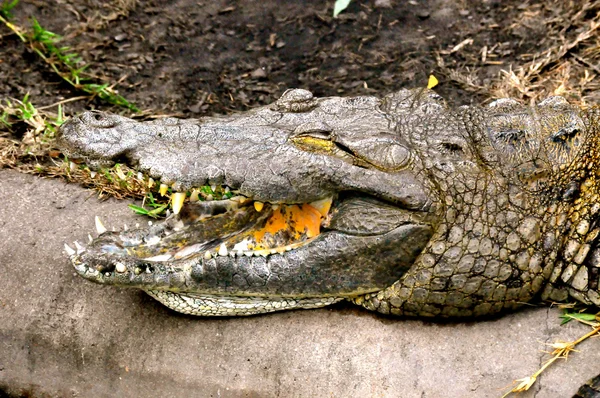 Crocodilo Sorrindo — Fotografia de Stock