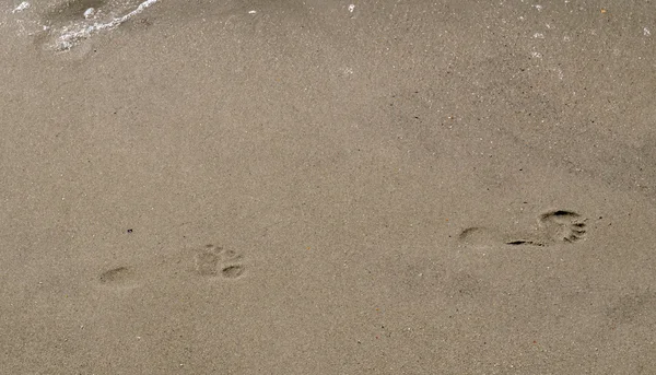 Passos na areia — Fotografia de Stock