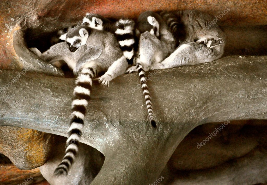 Sleeping animals Stock Photo by ©refocusphoto 13942070 Sleeping animals Stock Photo by ©refocusphoto 13942070