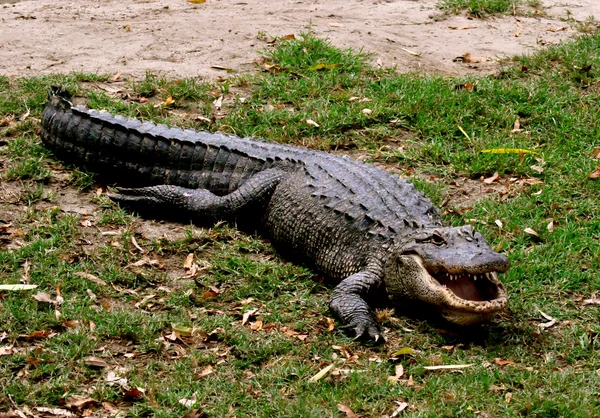 Alligator Stockbild