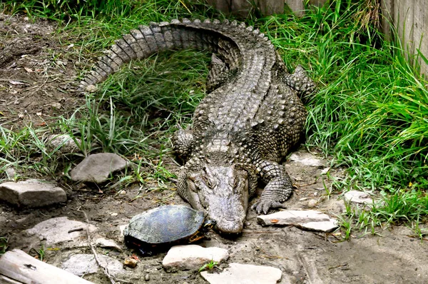 Поцелуй крокодила и черепахи — стоковое фото
