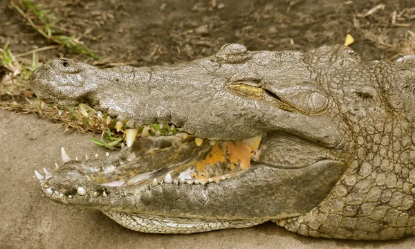 Coccodrillo mostra i denti — Foto Stock