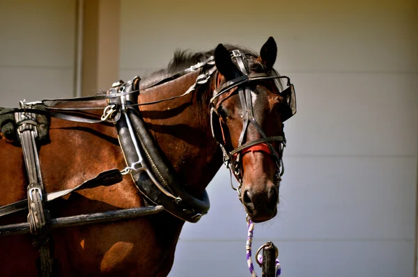 Caballo en la correa — Foto de Stock