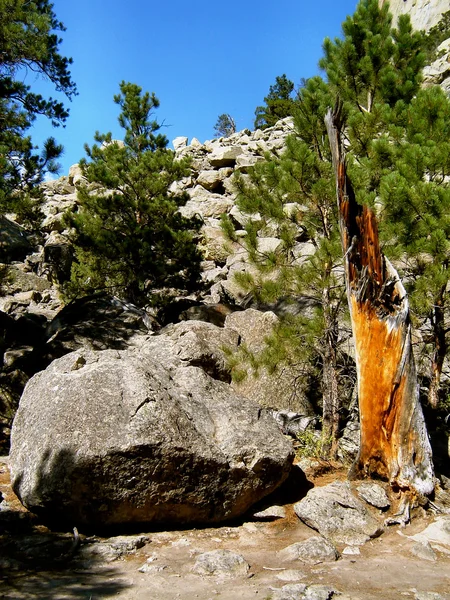 Na floresta — Fotografia de Stock