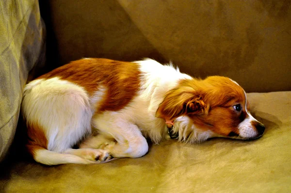 Papillon Puppy — Stock Photo, Image