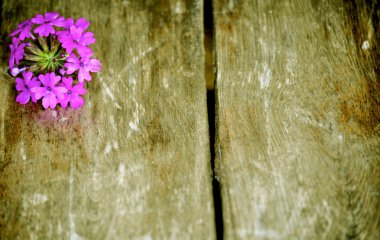 Mor çiçek ahşap kaplama arkaplan