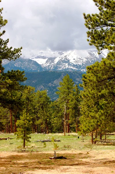 Montagnes rocheuses à travers les arbres — Photo