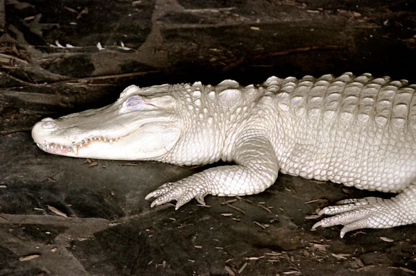 Cocodrilo Albino — Foto de Stock