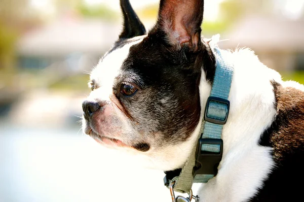 Boston terrier patrzy-1 — Zdjęcie stockowe