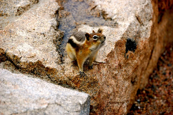 Streifenhörnchen posiert auf Felsen — Stockfoto