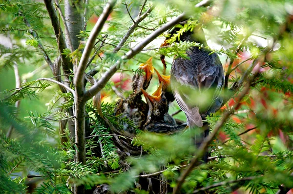 Baby birds being fed-1-1 — Stock Photo, Image