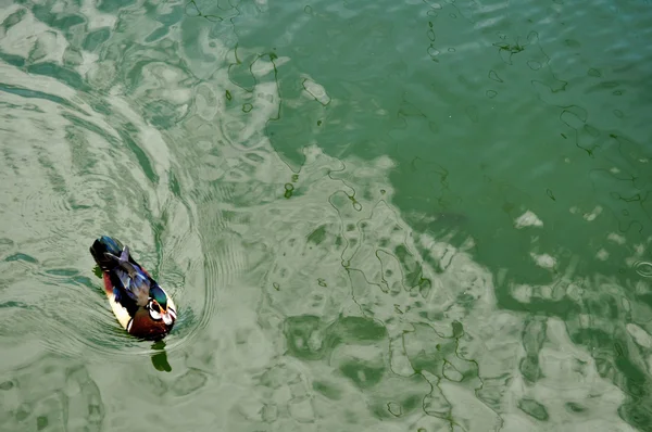 Кряква утка на водном фоне — стоковое фото