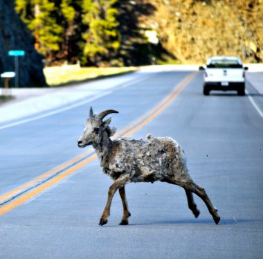 Bighorn koyun geçerken yol