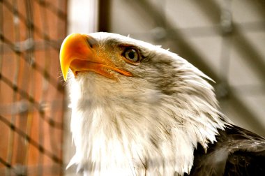 Kel kartal Rehabilitasyon Merkezi