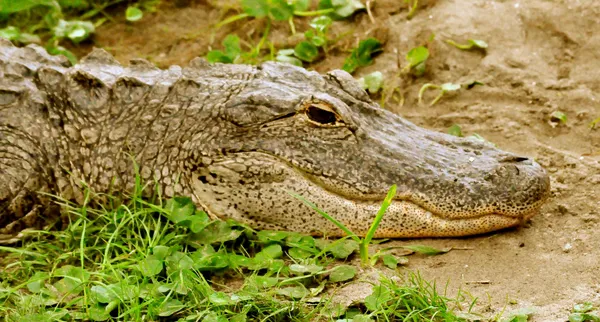 Alligator dans l'herbe-1 — Photo