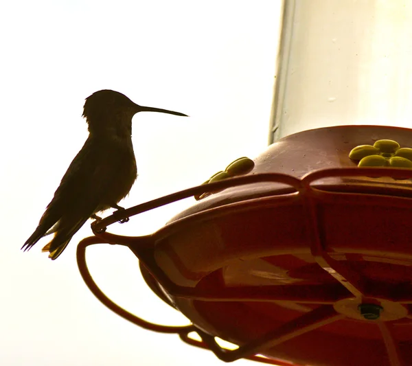 Hummingbird Feeding 5 — Stock Photo, Image