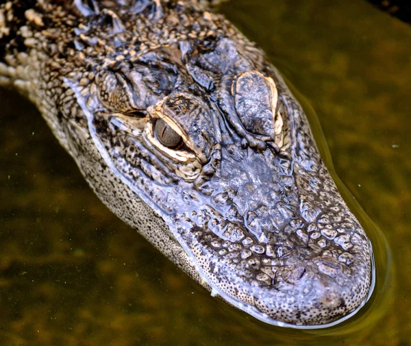 Alligator Eyes-1 — Stock Photo, Image