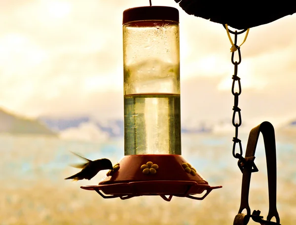 Hummingbird Eats — Stock Photo, Image