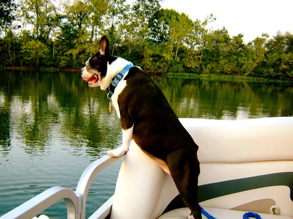 Boston terrier en barco —  Fotos de Stock