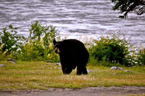 熊 2 を歩く — ストック写真