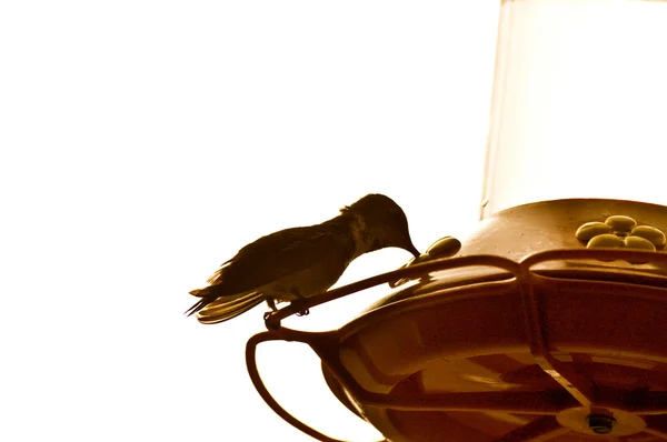 Hummingbird toma uma bebida — Fotografia de Stock