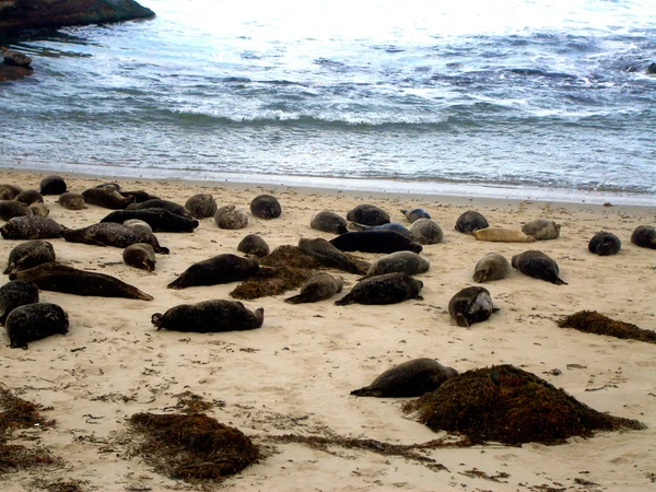 Robben am Strand — Stockfoto