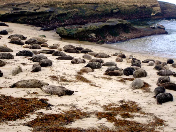 Robben am Strand — Stockfoto