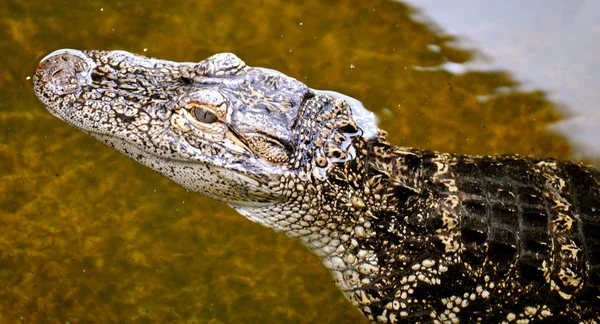 Aligator wygląda-1 — Zdjęcie stockowe