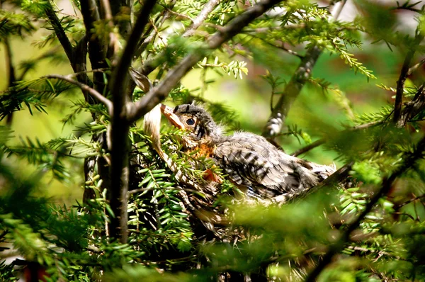 Pássaro bebé nas árvores-1 — Fotografia de Stock