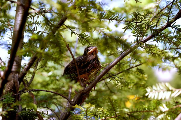 Baby bird on a branch-1 — Stock Photo, Image