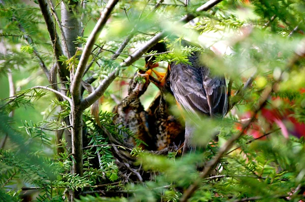Bebé aves siendo alimentado-1 — Foto de Stock