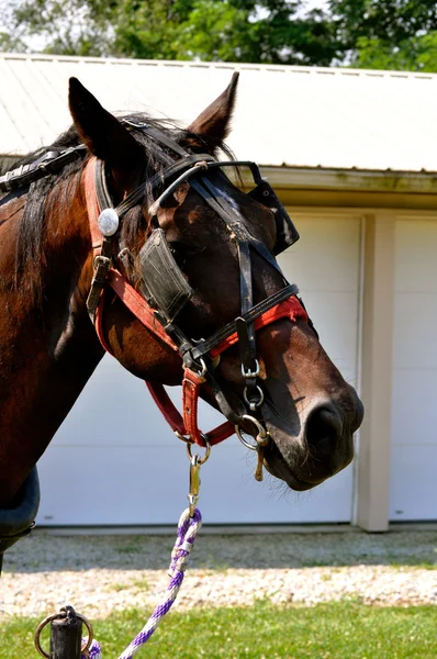 Horse on tether — Stock Photo, Image