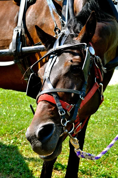 Horse on tether — Stock Photo, Image